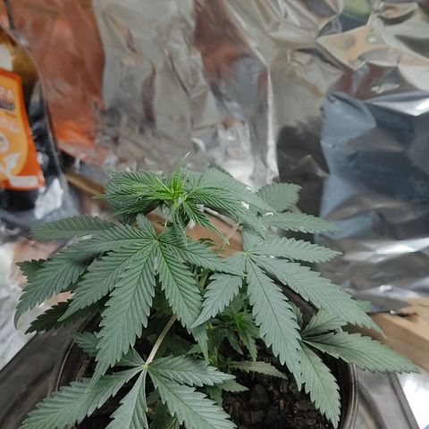 DURBAN POISON. growlog timeline photo