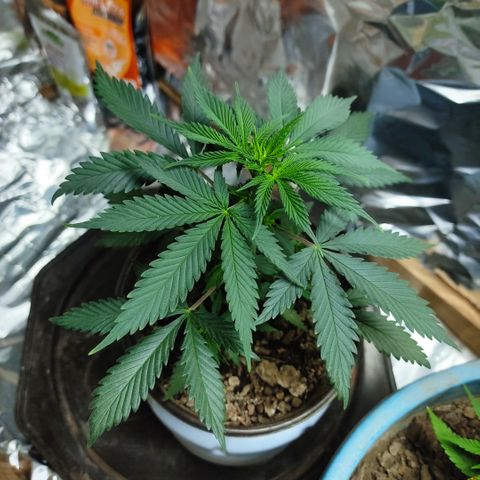 DURBAN POISON. growlog timeline photo