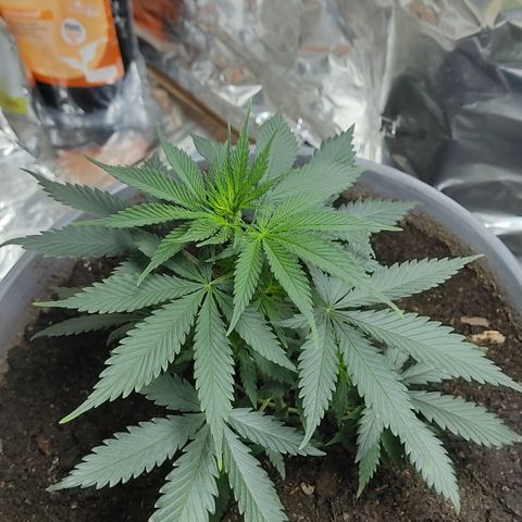 DURBAN POISON. growlog timeline photo