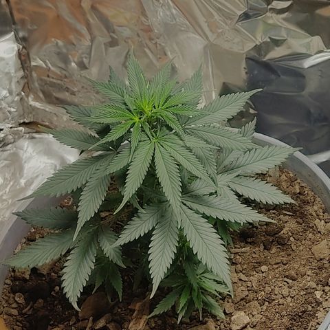 DURBAN POISON. growlog timeline photo