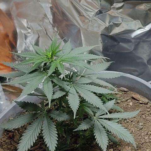 DURBAN POISON. growlog timeline photo