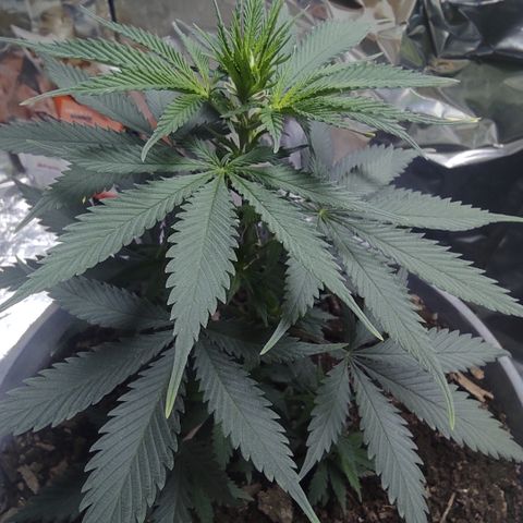 DURBAN POISON. growlog timeline photo