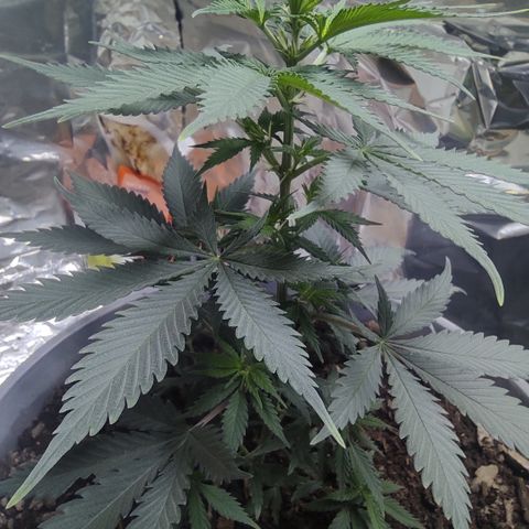 DURBAN POISON. growlog timeline photo