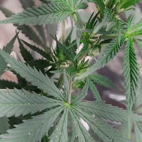 DURBAN POISON. growlog timeline photo