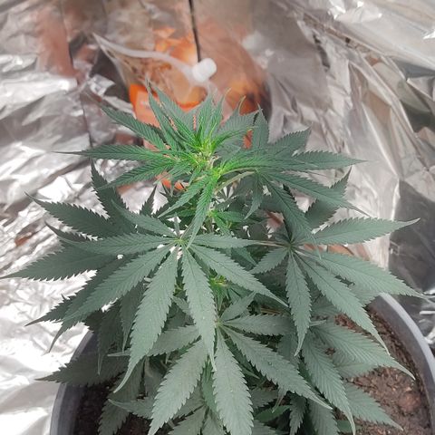 DURBAN POISON. growlog timeline photo