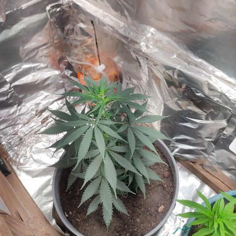 DURBAN POISON. growlog timeline photo