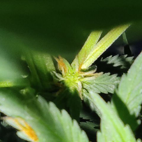DURBAN POISON. growlog timeline photo