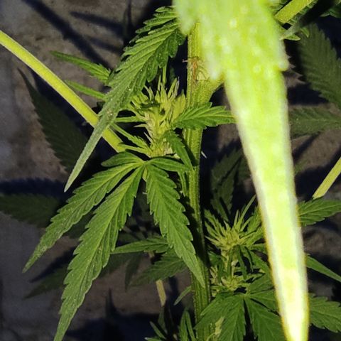 DURBAN POISON. growlog timeline photo