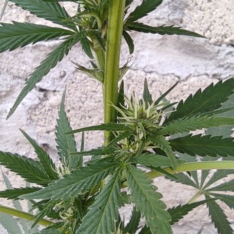 DURBAN POISON. growlog timeline photo
