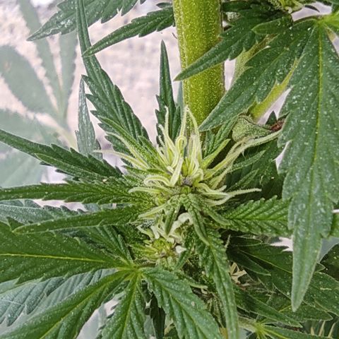 DURBAN POISON. growlog timeline photo