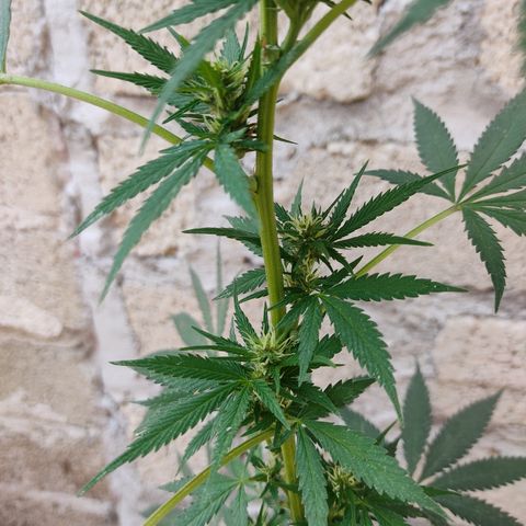DURBAN POISON. growlog timeline photo