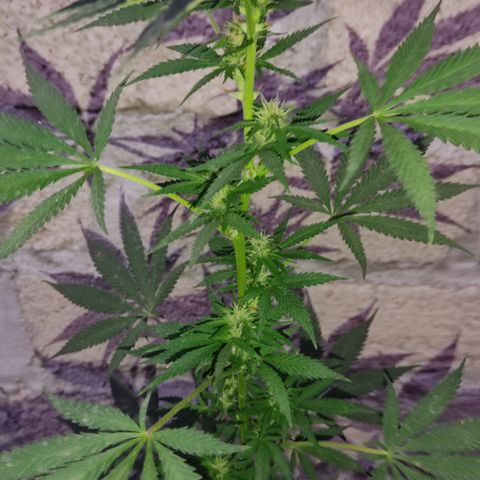 DURBAN POISON. growlog timeline photo