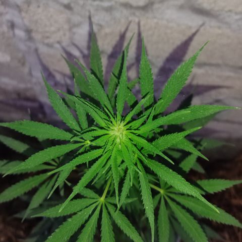 DURBAN POISON. growlog timeline photo