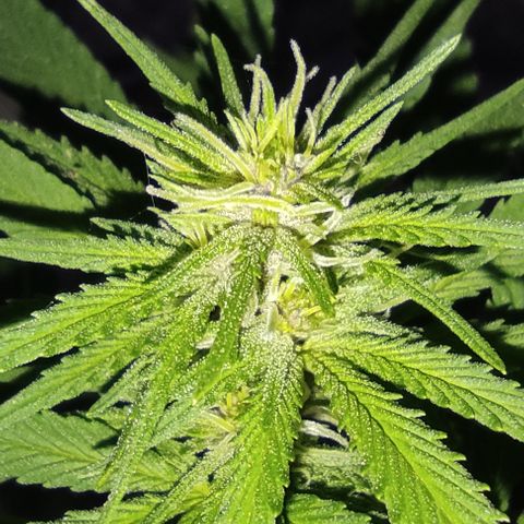 DURBAN POISON. growlog timeline photo