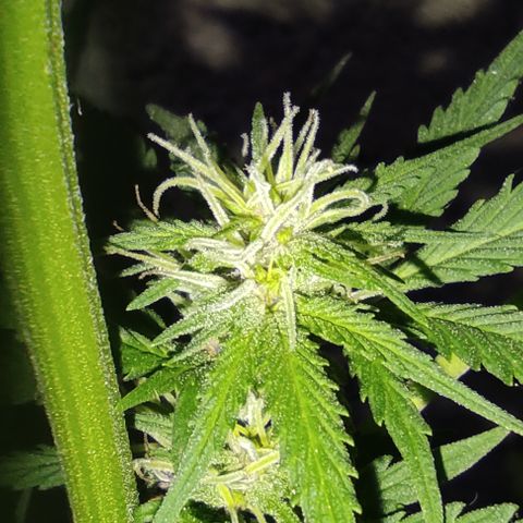 DURBAN POISON. growlog timeline photo
