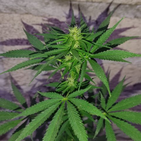 DURBAN POISON. growlog timeline photo
