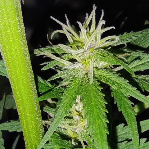 DURBAN POISON. growlog timeline photo