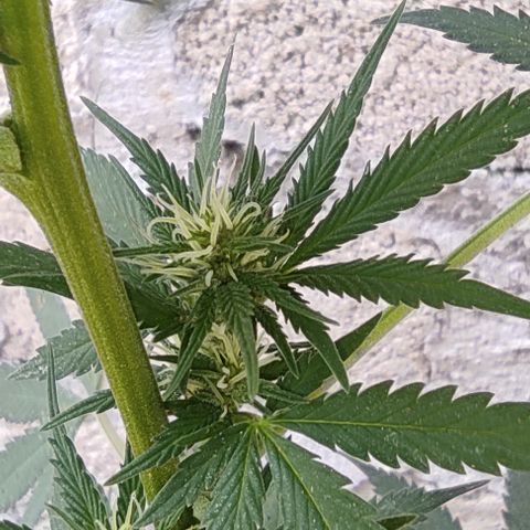 DURBAN POISON. growlog timeline photo