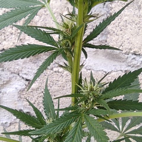 DURBAN POISON. growlog timeline photo