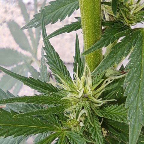 DURBAN POISON. growlog timeline photo