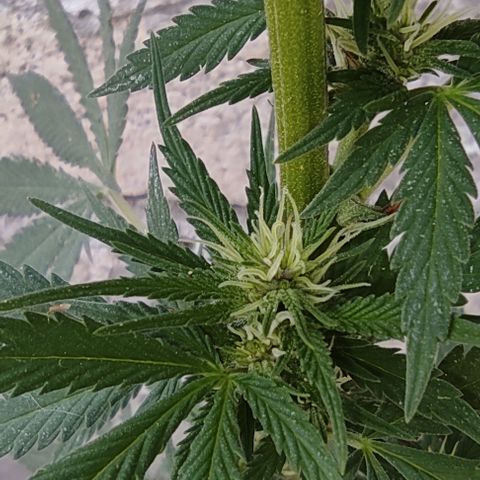 DURBAN POISON. growlog timeline photo