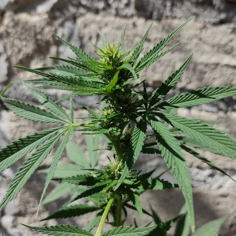 DURBAN POISON. growlog timeline photo