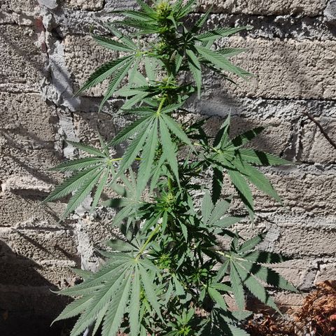 DURBAN POISON. growlog timeline photo