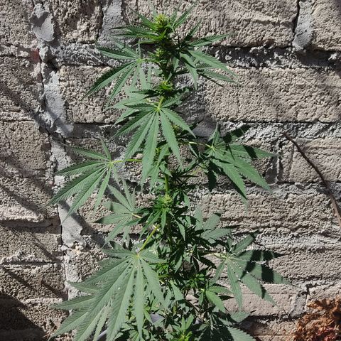 DURBAN POISON. growlog timeline photo