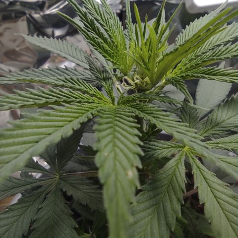 DURBAN POISON. growlog timeline photo