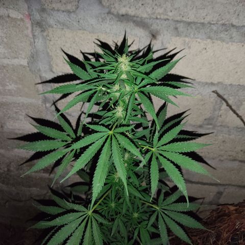 DURBAN POISON. growlog timeline photo