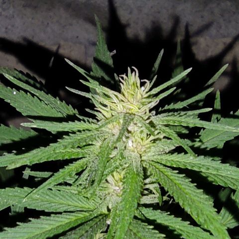 DURBAN POISON. growlog timeline photo