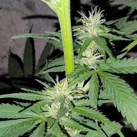 DURBAN POISON. growlog timeline photo