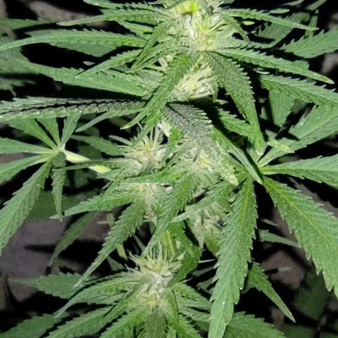 DURBAN POISON. growlog timeline photo