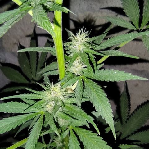 DURBAN POISON. growlog timeline photo