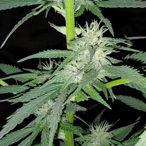 DURBAN POISON. growlog timeline photo