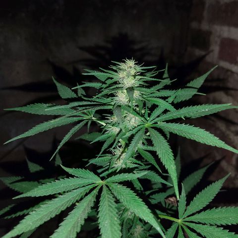 DURBAN POISON. growlog timeline photo