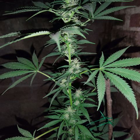 DURBAN POISON. growlog timeline photo