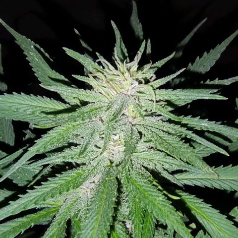 DURBAN POISON. growlog timeline photo