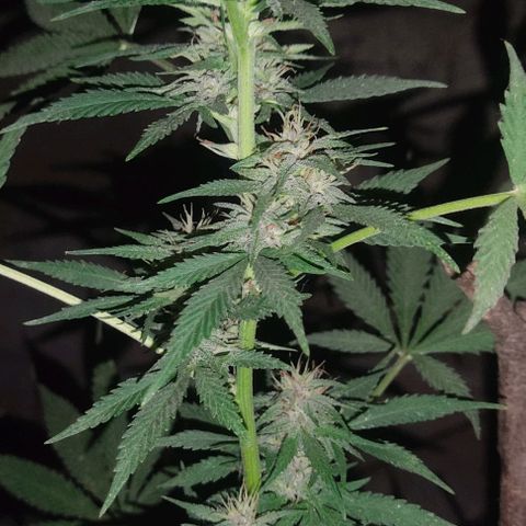 DURBAN POISON. growlog timeline photo