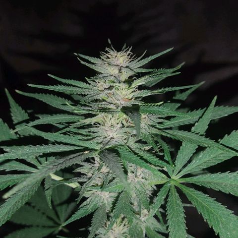 DURBAN POISON. growlog timeline photo