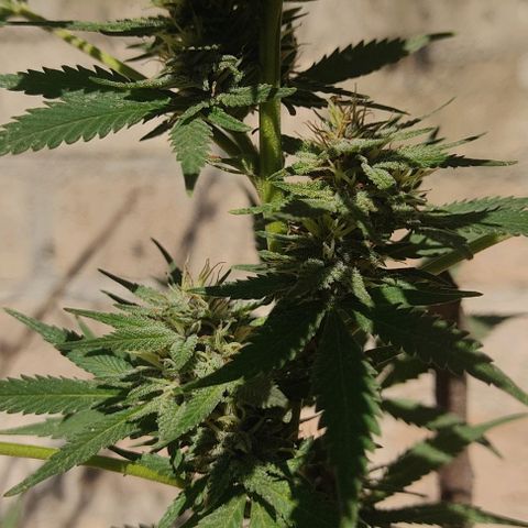 DURBAN POISON. growlog timeline photo