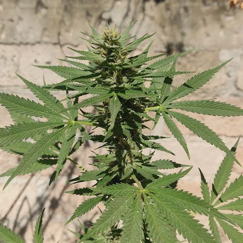 DURBAN POISON. growlog timeline photo