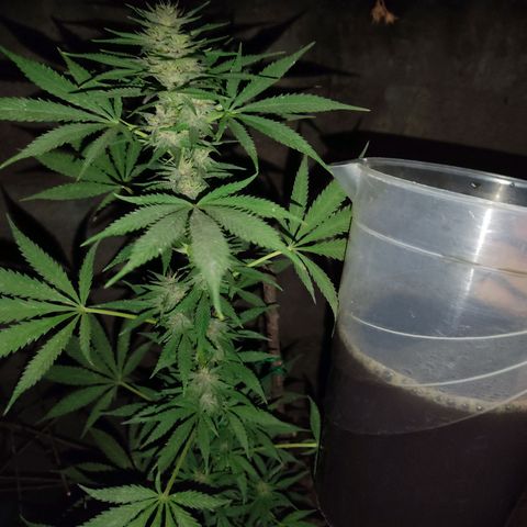 DURBAN POISON. growlog timeline photo