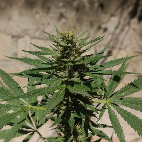 DURBAN POISON. growlog timeline photo