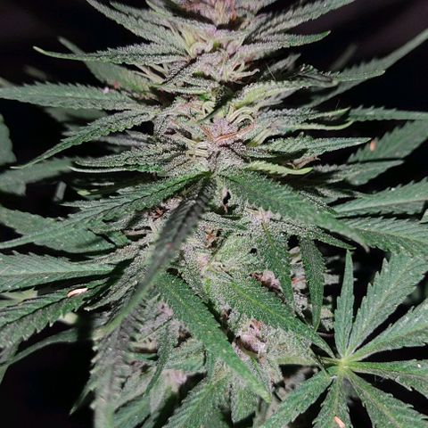 DURBAN POISON. growlog timeline photo