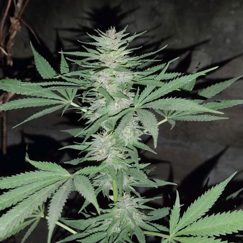 DURBAN POISON. growlog timeline photo