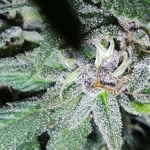 DURBAN POISON. growlog timeline photo