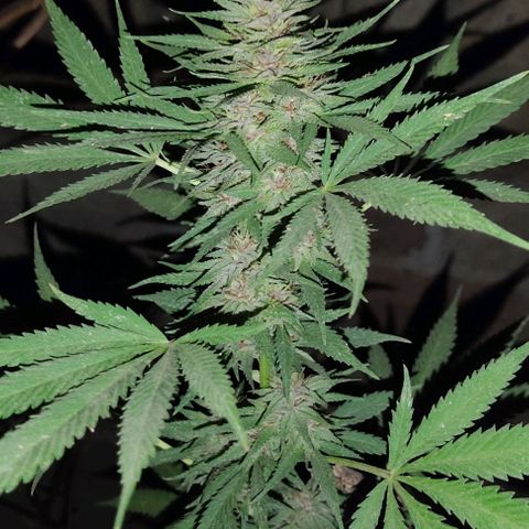 DURBAN POISON. growlog timeline photo