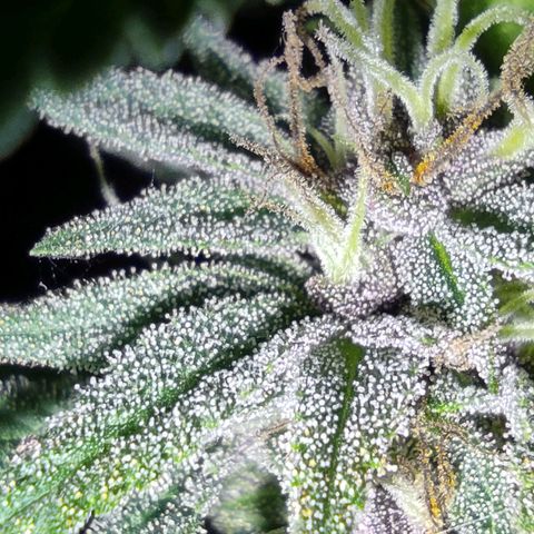 DURBAN POISON. growlog timeline photo