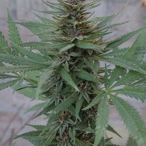 DURBAN POISON. growlog timeline photo